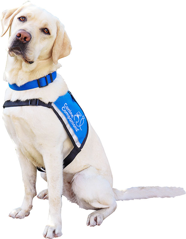 yellow lab in blue service vest