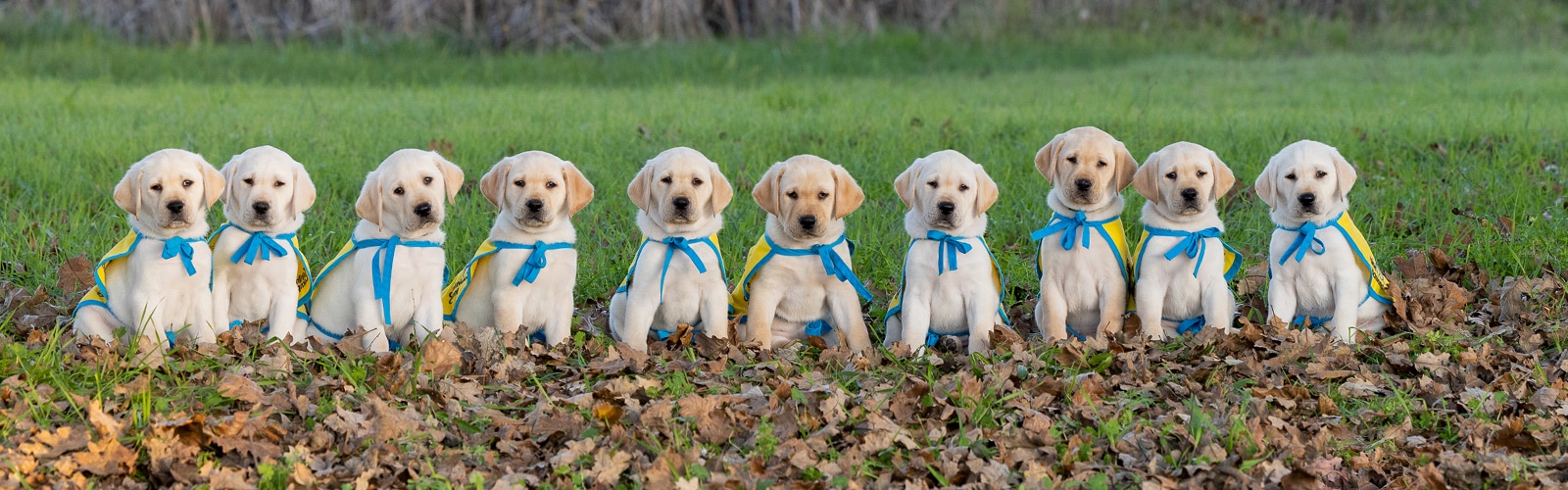a row of yellow lab puppies in yellow puppy capes sitting in a field