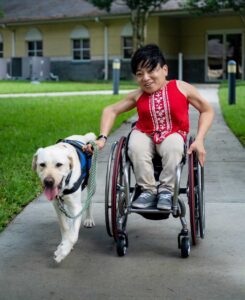 woman in wheelchair is pulled along by yellow lab service dog in blue vest
