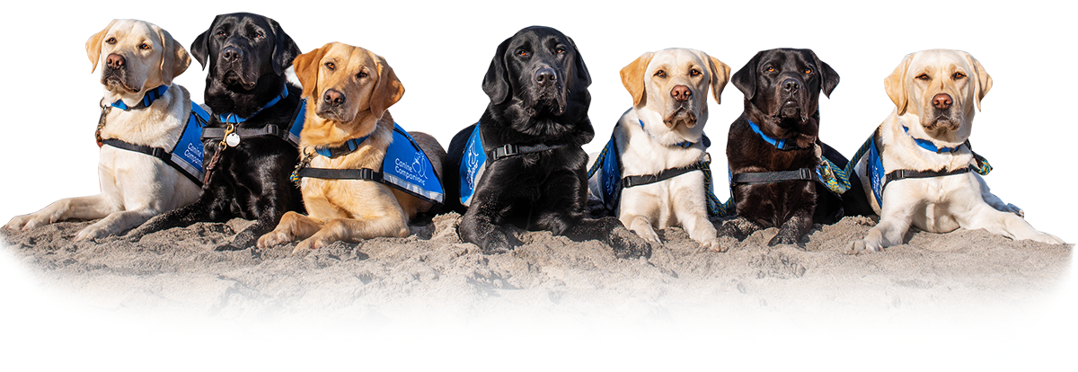 a row of yellow and black lab service dogs in blue vests laying down