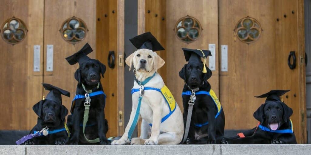 Dogs sit in graduation caps on the steps of a church wearing yellow puppy vests