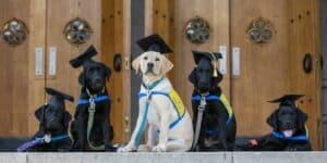 Dogs sit in graduation caps on the steps of a church wearing yellow puppy vests