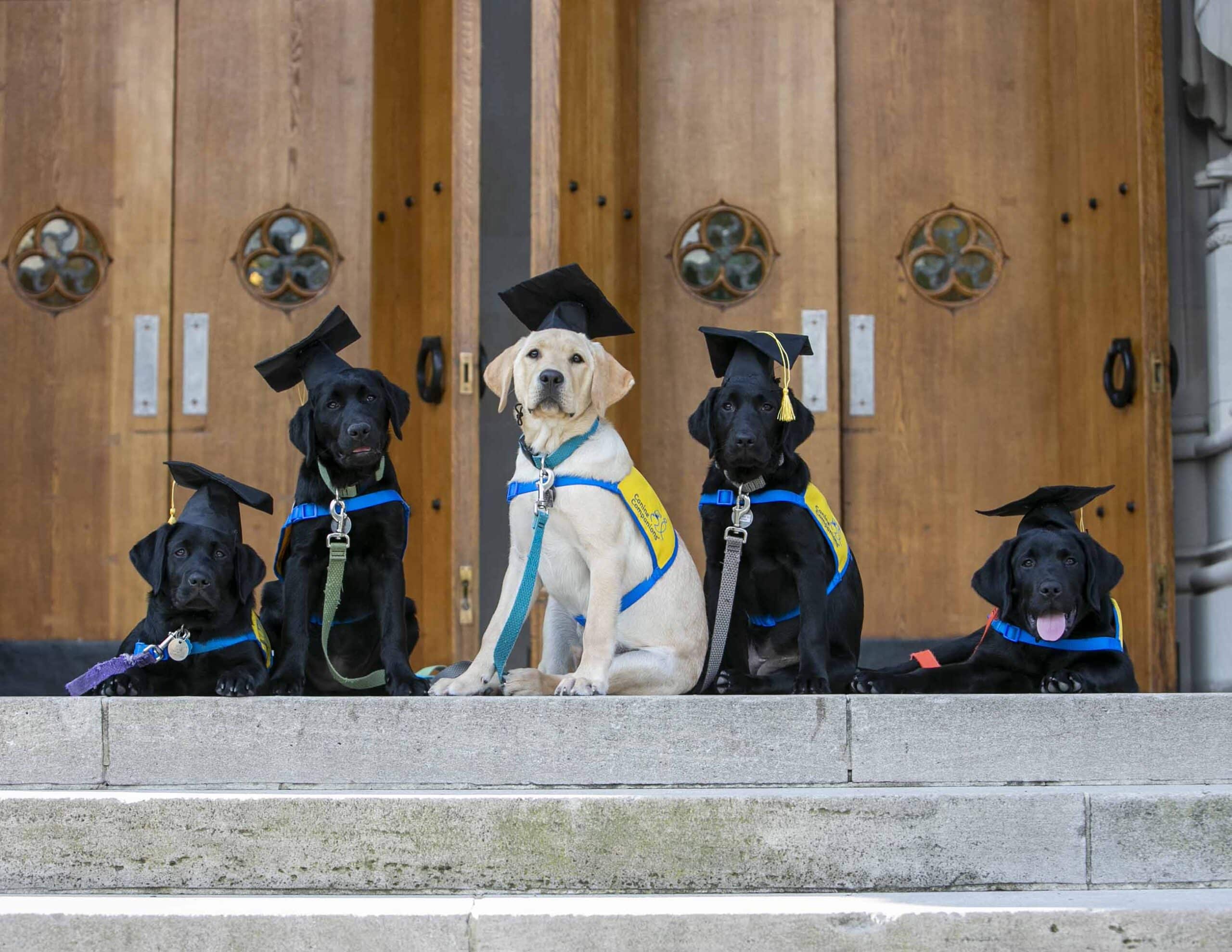 five dogs in yellow puppy capes and mortar boards pose in front of a building