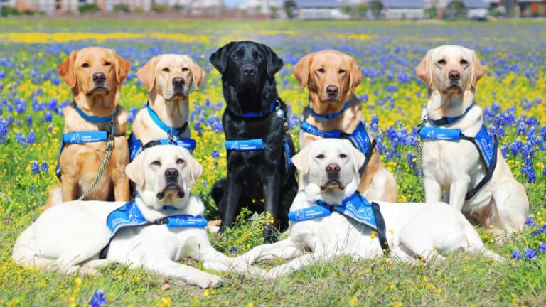 Share Your Support Of Canine Companions - Canine Companions