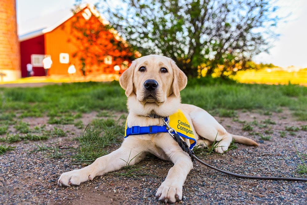 Yellow lab puppy in yellow service vest laying on the ground on a farm with a red barn behind