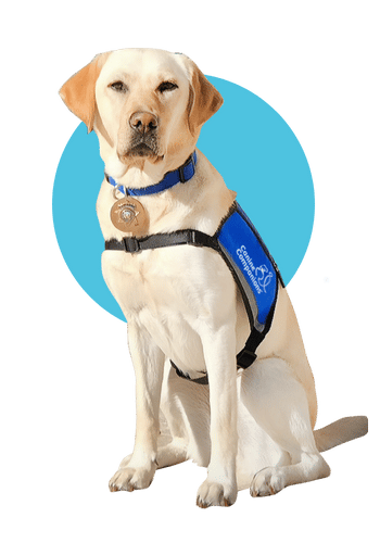 Yellow Lab in blue service vest with an aqua circle shape behind him