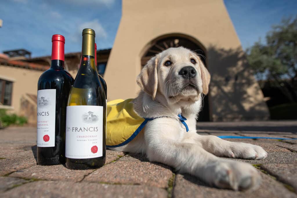 puppy laying on the ground next to two st francis wine bottles