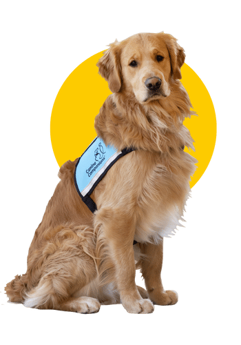 a golden retriever in a teal therapy dog vest with a yellow circle behind him
