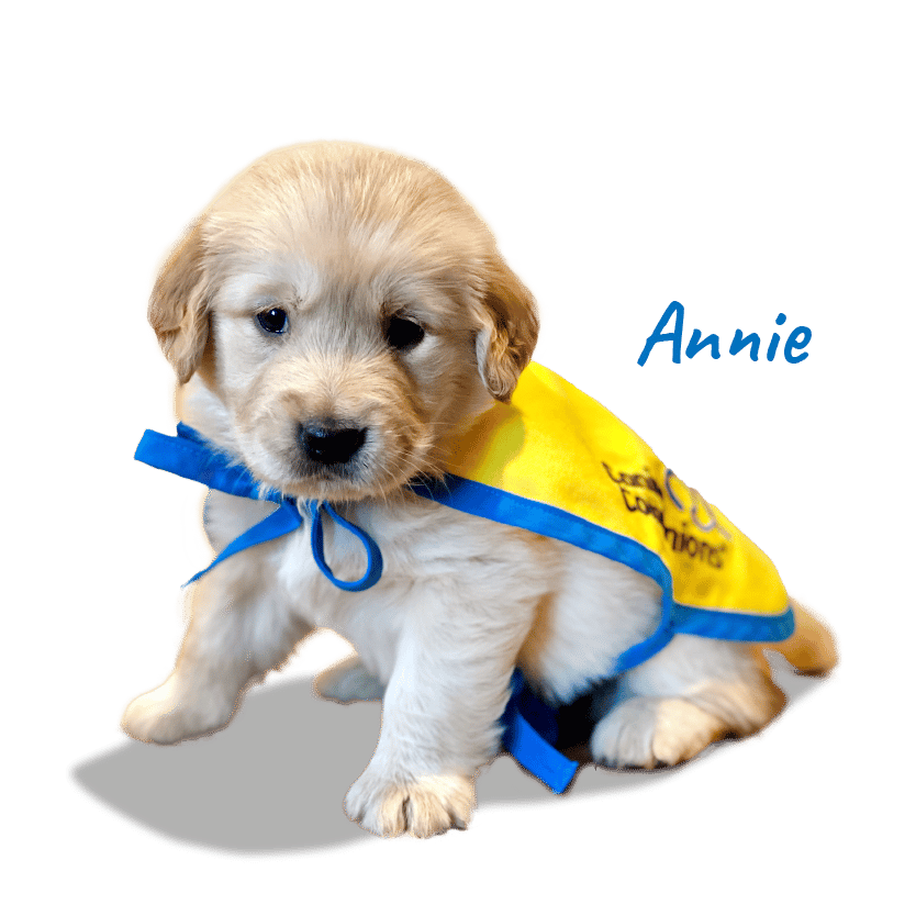 canine companions yellow puppy