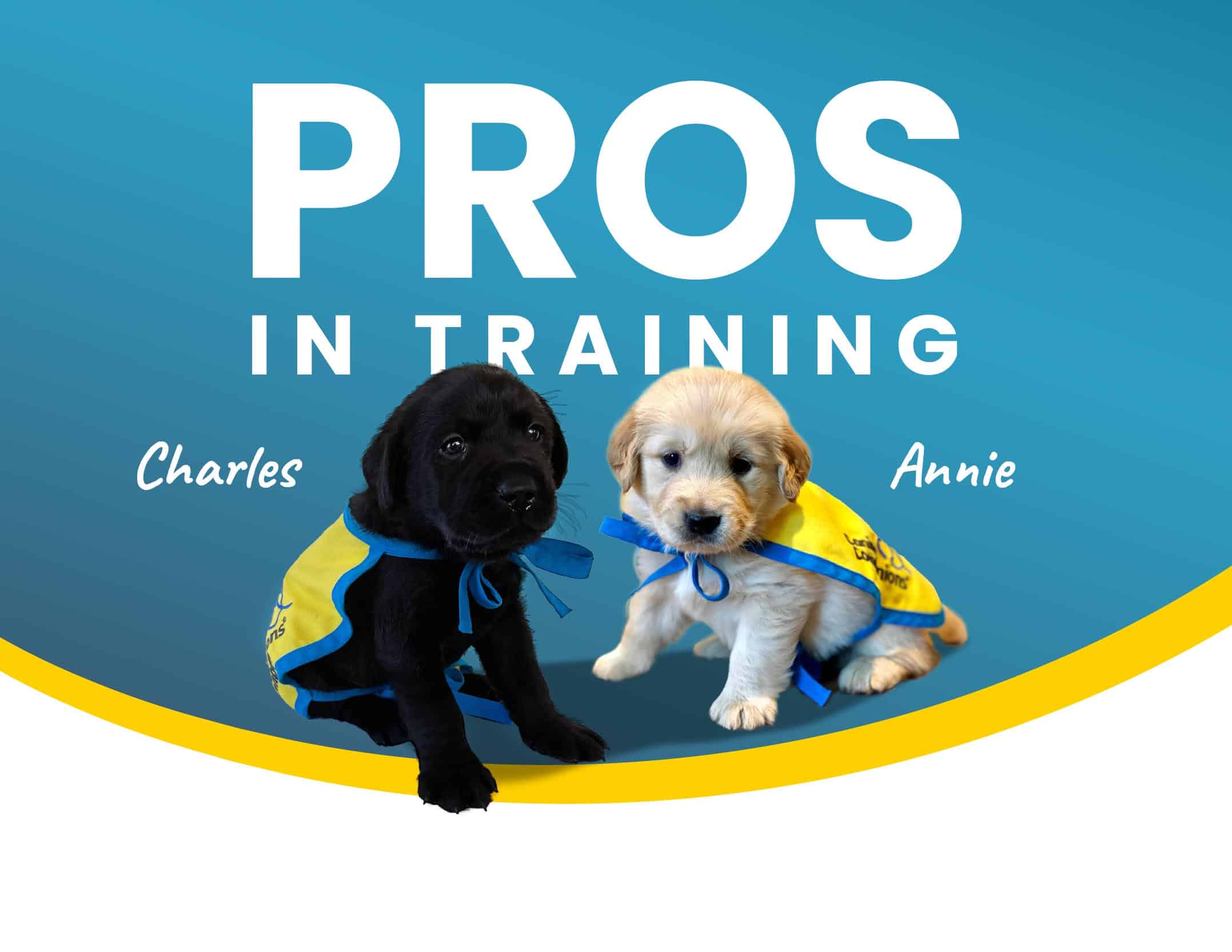 Blue background with the words PROS IN TRAINING with two puppies in yellow puppy capes. The black lab puppy is named Charles and the Golden retriever puppy is named Annie