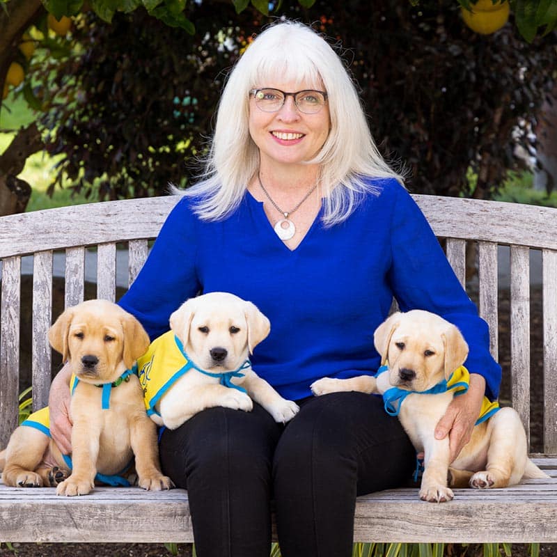 A smiling woman on a bench with three yellow lab puppies in yellow puppy capes