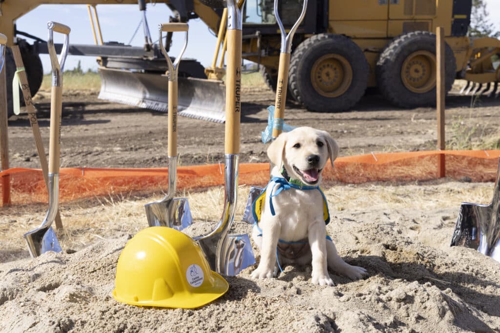 puppy seating next to a construction helmet and shovel