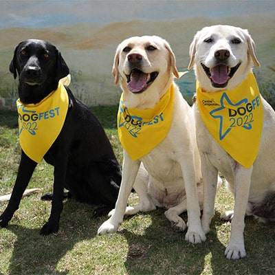 Four adult Labradors and one Labrador puppy sitting in a row on a grassy area with a back wall with a painting of a view and dogs, all wearing a yellow bandana that reads DogFest 2022