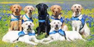 Seven labs in blue service vests in a field of wildflowers