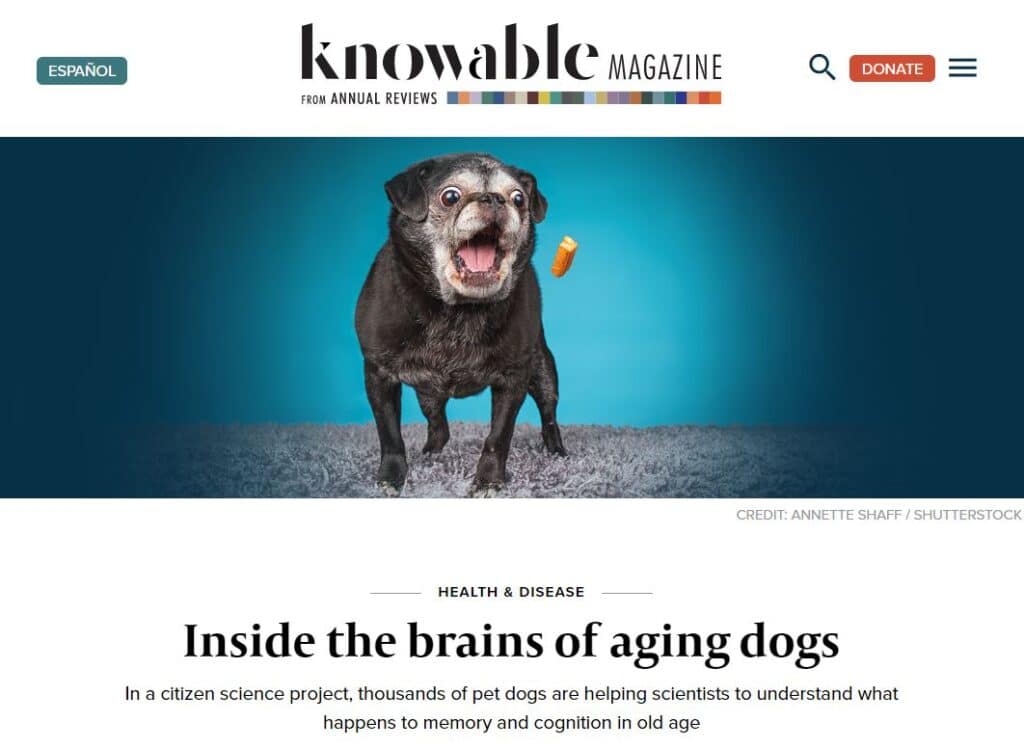 Screenshot of "Inside the brains of aging dogs" article on Knowable