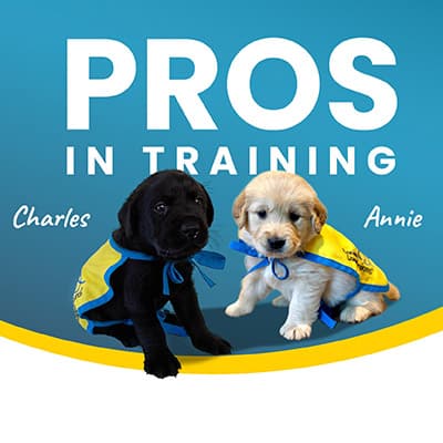 Text that reads: PROS in training with two puppies named Charles and Annie in yellow puppy capes