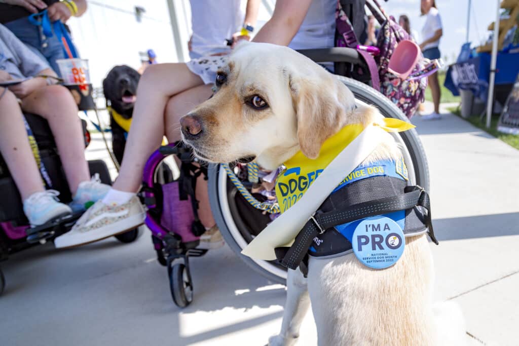 A yellow lab in a bandanna and blue service dog vest looks over her shoulder. Two young women in wheelchairs are in the background.