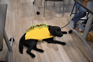 A black lab wears a taco costume.