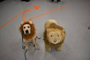 A yellow lab puppy dressed as a lion sits next to a lion stuffed animal.