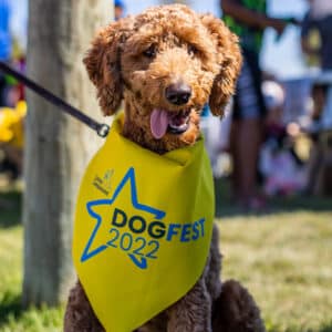 A golden doodle with its tongue out wearing a yellow DogFest bandana