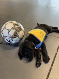 black lab puppy laying next to a soccer ball