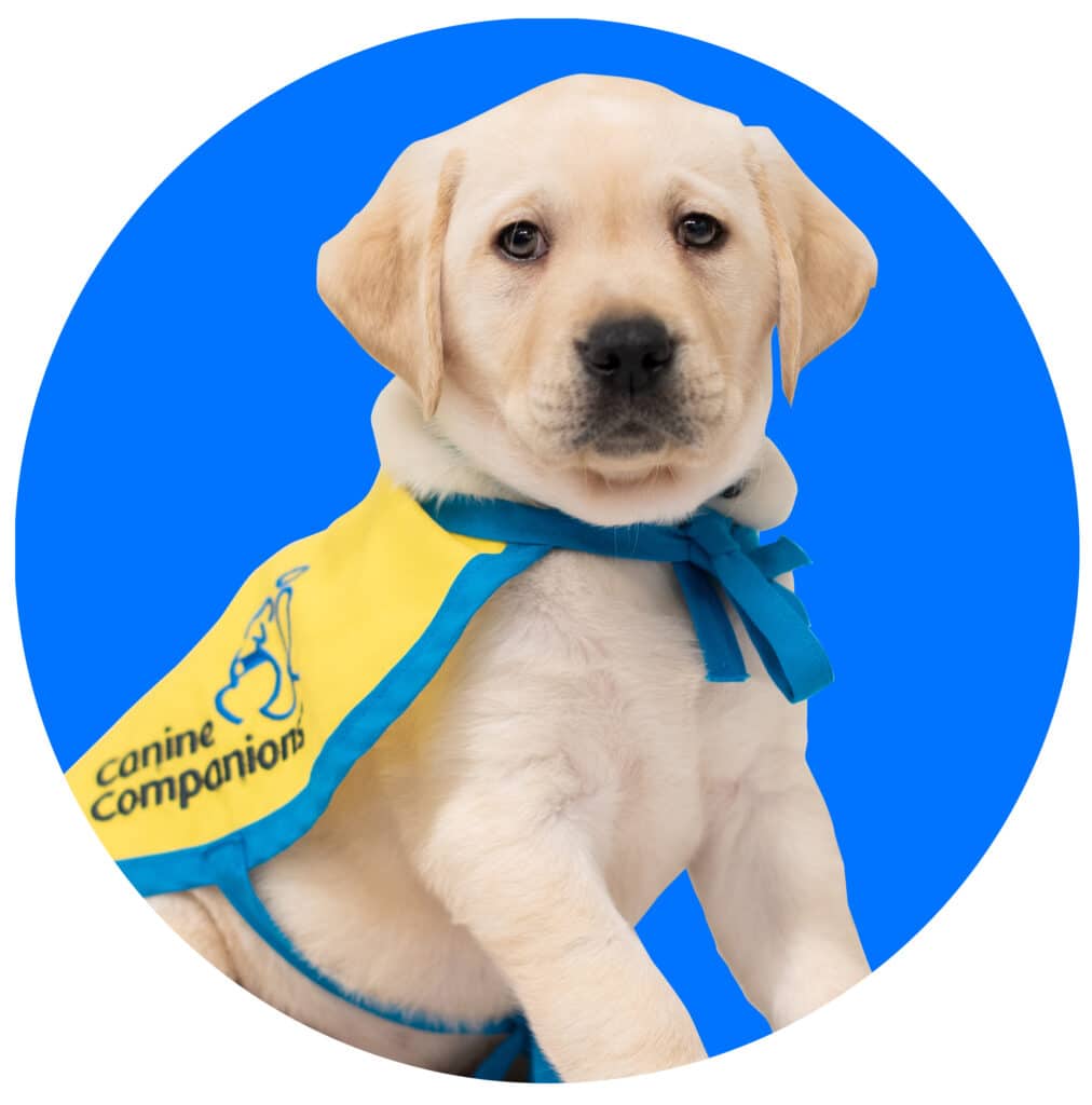 a cutout of a yellow lab puppy in a yellow puppy vest inside a blue circle