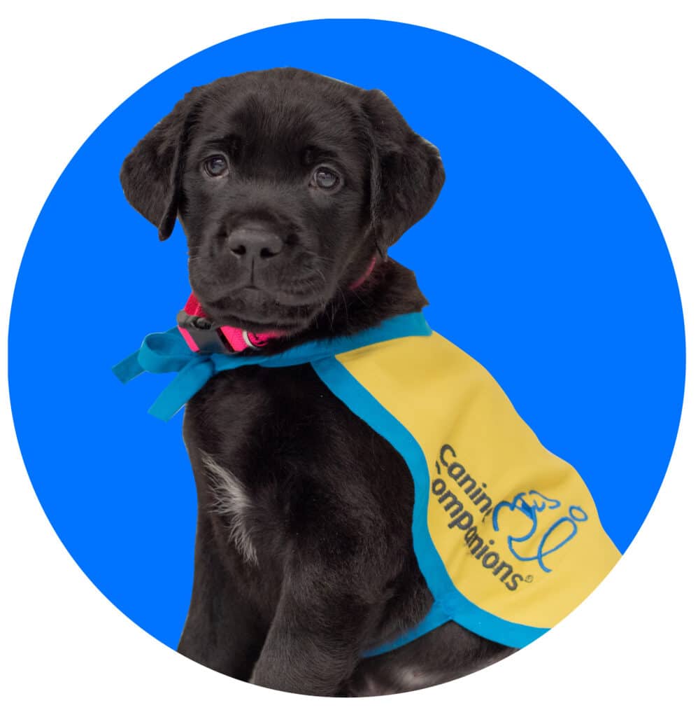 a cutout of a black lab puppy in a yellow puppy vest inside a blue circle