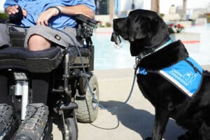 A black lab in a blue service vest holds up a pair of keys to a man in a motorized wheelchair