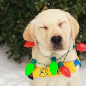 Puppy with his eyes closed with a string of christmas lights around his neck