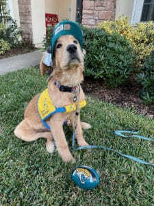 dog wearing vest with Jaquars football and hat