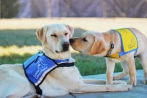 A young puppy wearing a yellow vest kissing a service dog wearing a blue vest, outdoors.