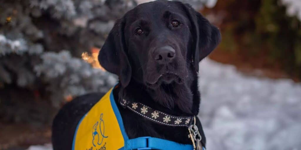 Labrador laying down on a snowy area together, wearing a yellow vest and collar
