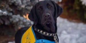 Labrador laying down on a snowy area together, wearing a yellow vest and collar