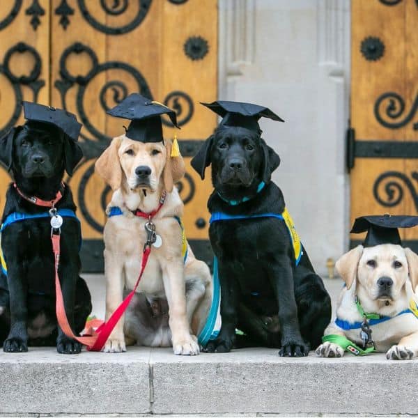 three Labradors sitting and one laying down, all wearing graduation caps; sitting in front of large wooden doors