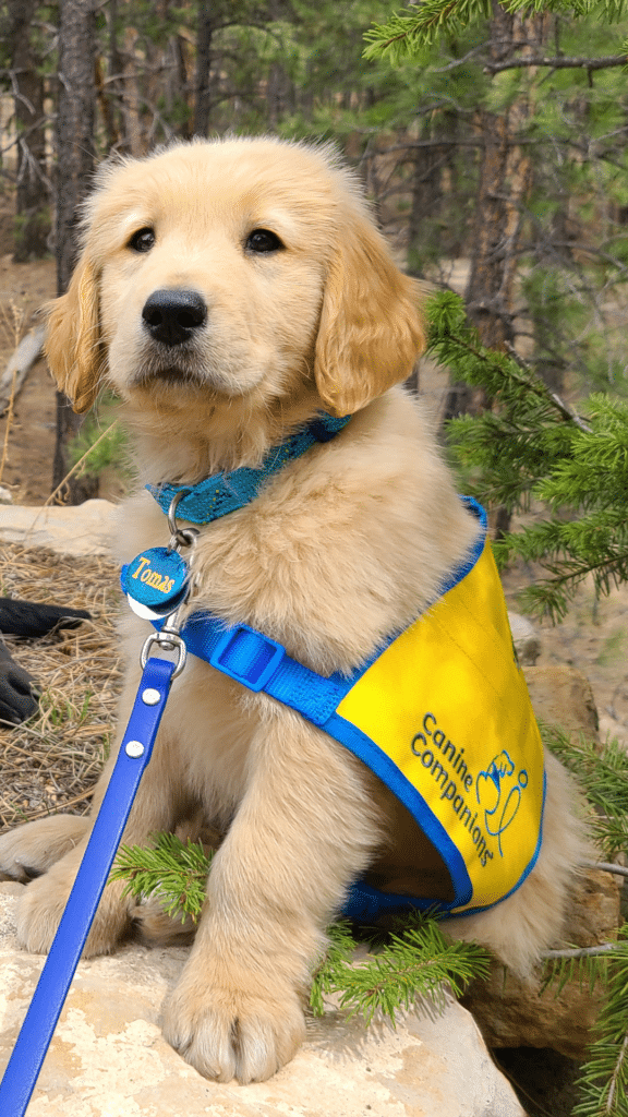 golden retriever puppy in a yellow puppy vest