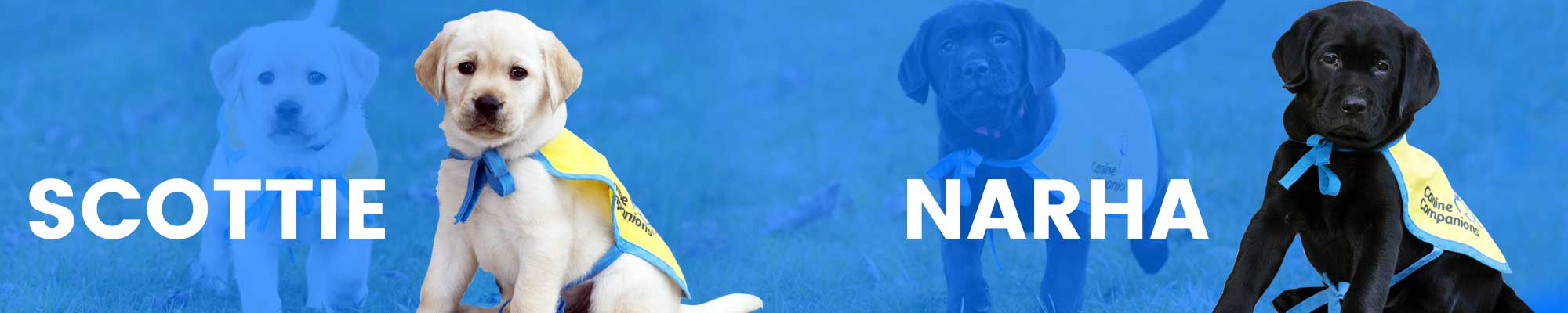 Blue header image with a black and yellow lab puppy in yellow puppy capes and their names Scottie and Narha