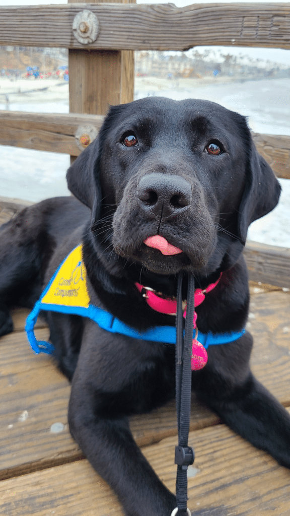 black lab puppy in a yellow puppy vest laying on a pier