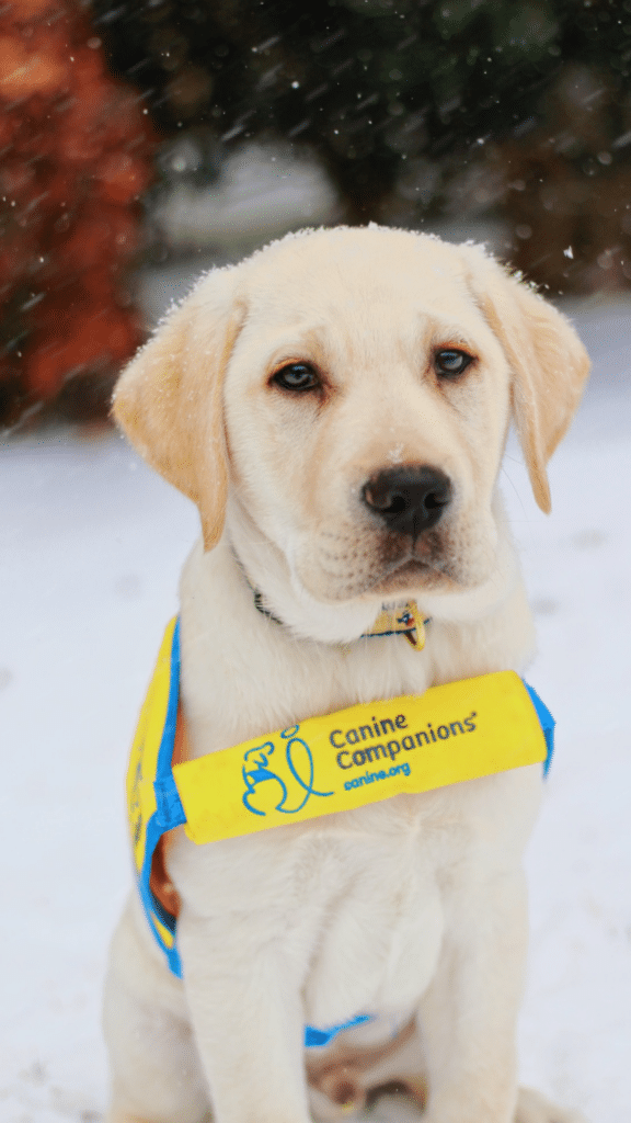 yellow lab puppy in a yellow puppy vest in the snow