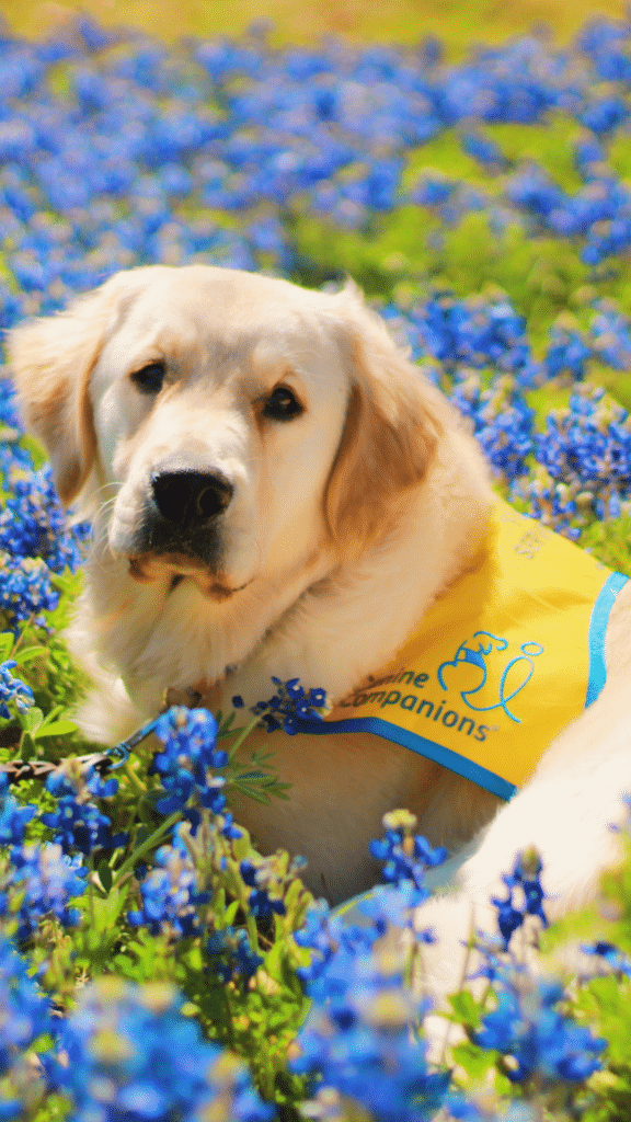 golden retriever puppy in a yellow puppy vest laying in purple flowers