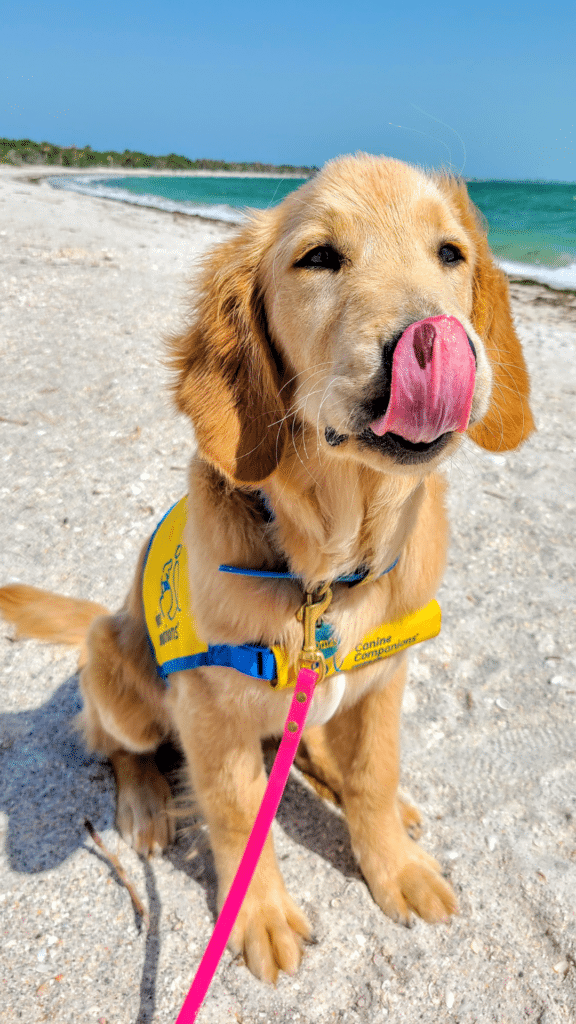 golden retriever puppy in a yellow puppy vest on the beach