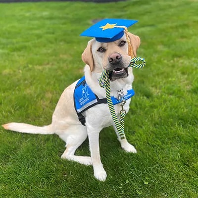 a Labrador holding a leash in mouth, sitting on grass and wearing a graduation cap and blue vest