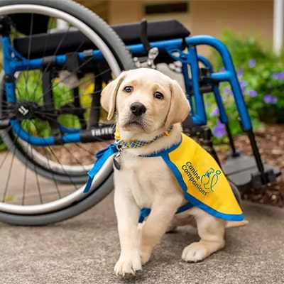 a yellow puppy stands in front of a wheelchair