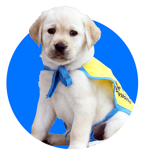 a yellow lab puppy in a yellow puppy cape