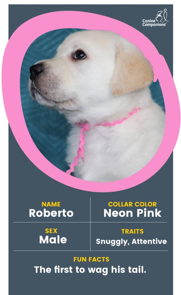 A yellow lab puppy in a pink circle with the name Roberto