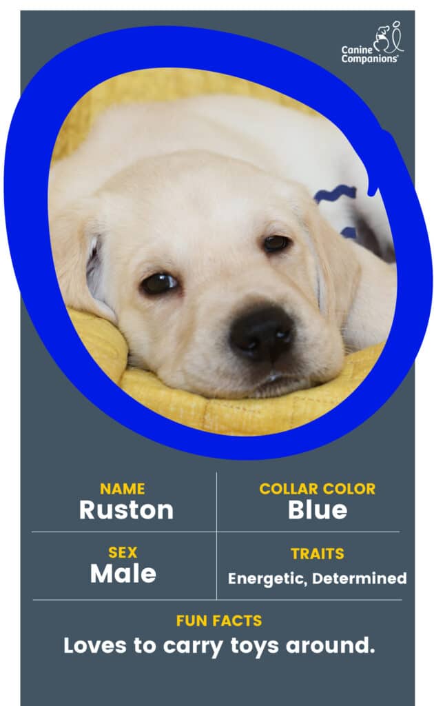 A yellow lab puppy in a blue circle with the name Ruston