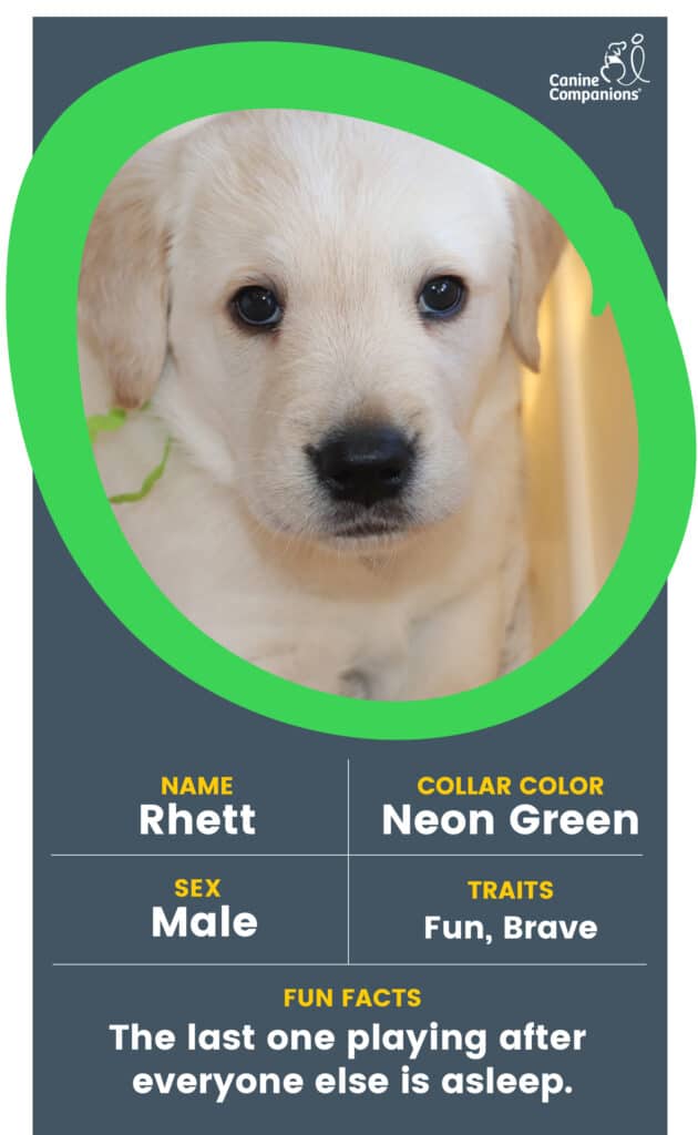 A yellow lab puppy in a green circle with the name Rhett