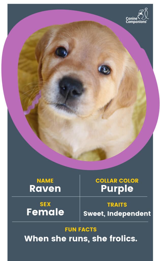 A yellow lab puppy in a purple circle with the name Raven