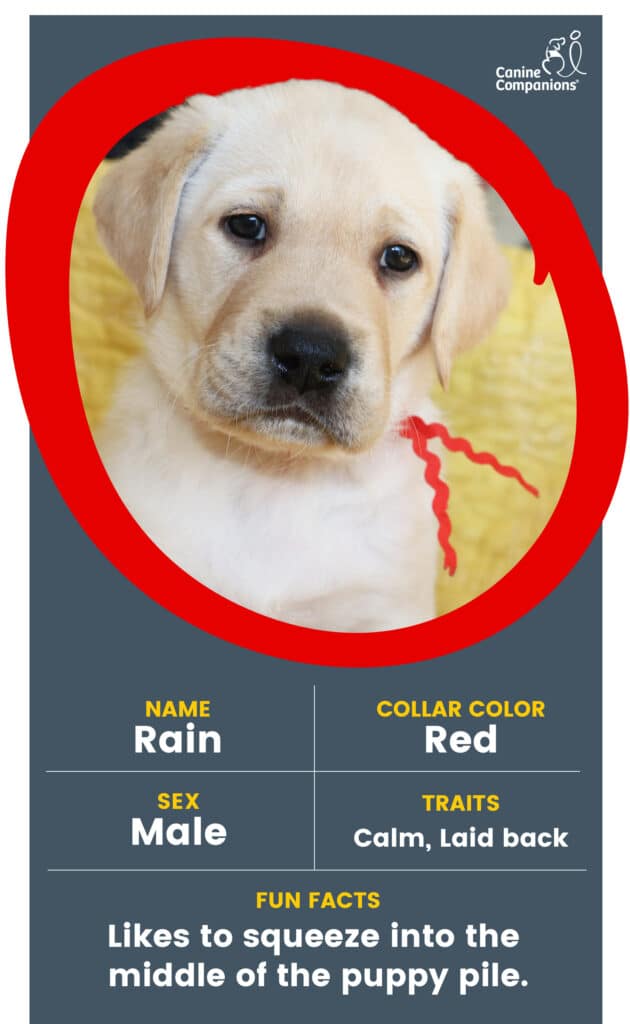 A yellow lab puppy in a red circle with the name Rain