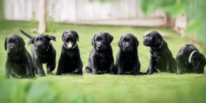 seven Labrador puppies sitting in a row on a grassy, fenced area