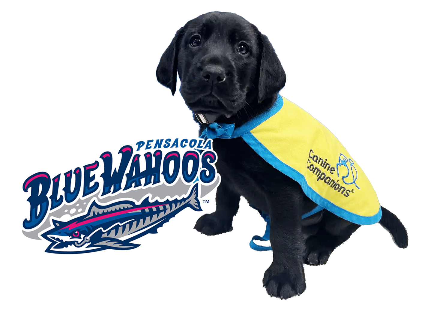 Help Name The Pensacola Blue Wahoos Newest Service Dog In Training 